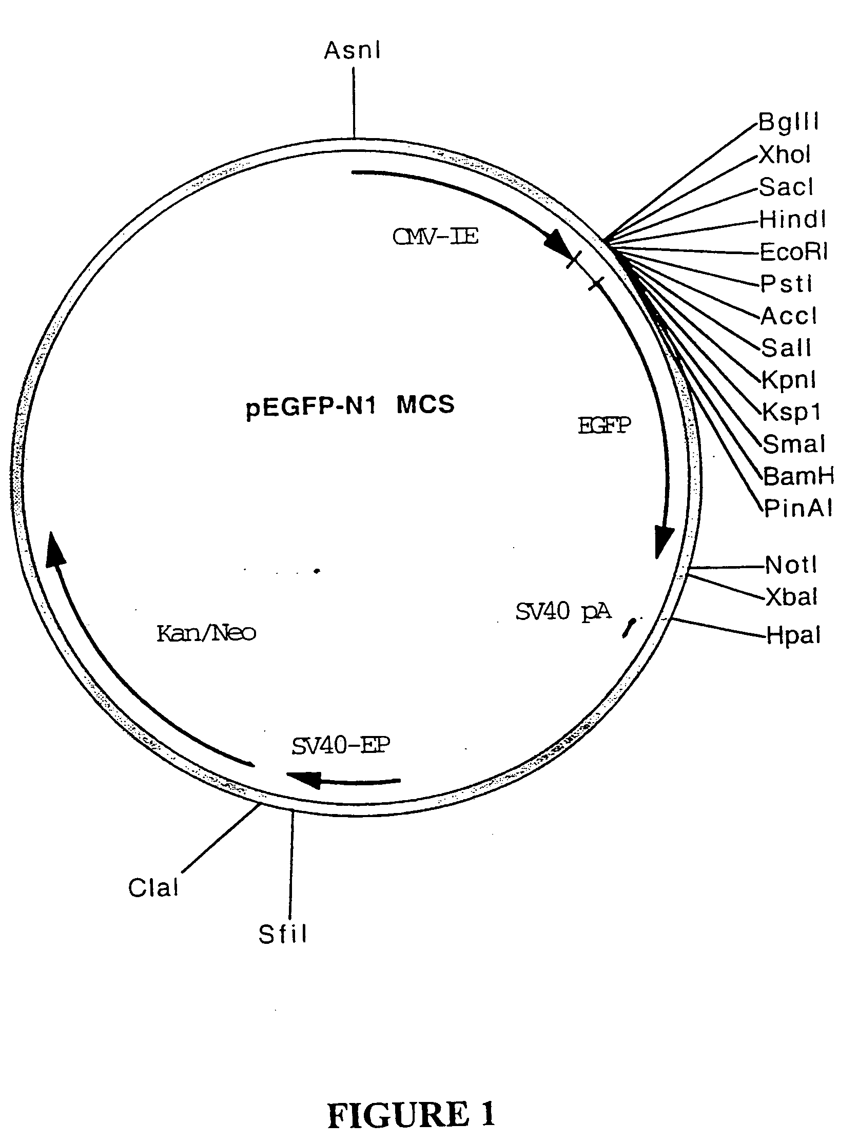 Control of gene expression