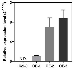 Application of camellia sinensis hexokinase CsHXK3 gene in regulating and controlling plant growth and development and enhancing cold resistance