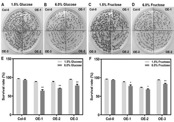 Application of camellia sinensis hexokinase CsHXK3 gene in regulating and controlling plant growth and development and enhancing cold resistance