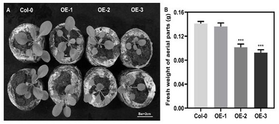 Application of camellia sinensis hexokinase CsHXK3 gene in regulating and controlling plant growth and development and enhancing cold resistance