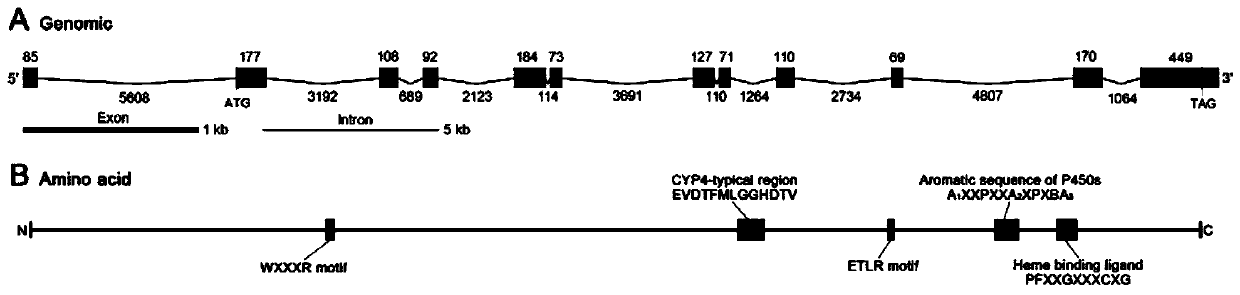 Gene, gene fragment, corresponding dsRNA for regulating synthesis of sex pheromone of Blattella germanica and preparation method and application thereof