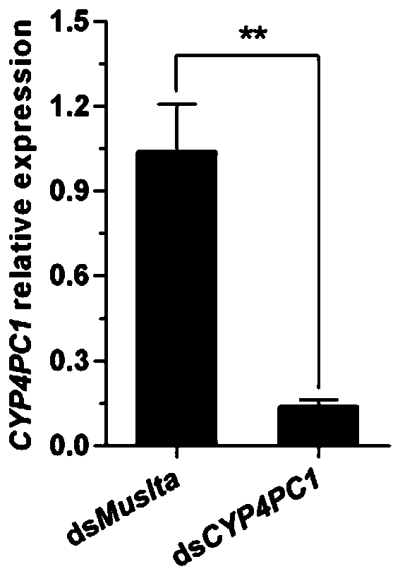 Gene, gene fragment, corresponding dsRNA for regulating synthesis of sex pheromone of Blattella germanica and preparation method and application thereof