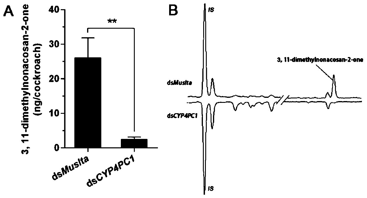 Gene, gene fragment, corresponding dsRNA for regulating synthesis of sex pheromone of Blattella germanica and preparation method and application thereof