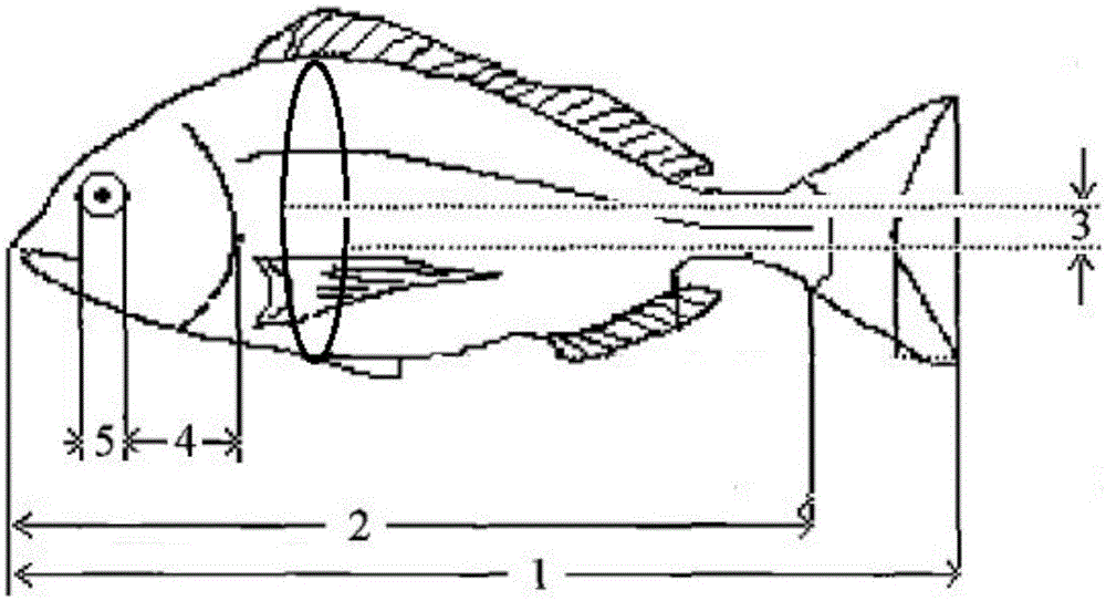 Method for discriminating acanthopagrus schlegelii, pagrosomus major and hybrid offsprings thereof based on morphological parameters