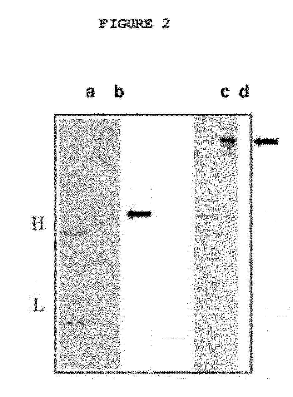 Method for preparation of single chain antibodies