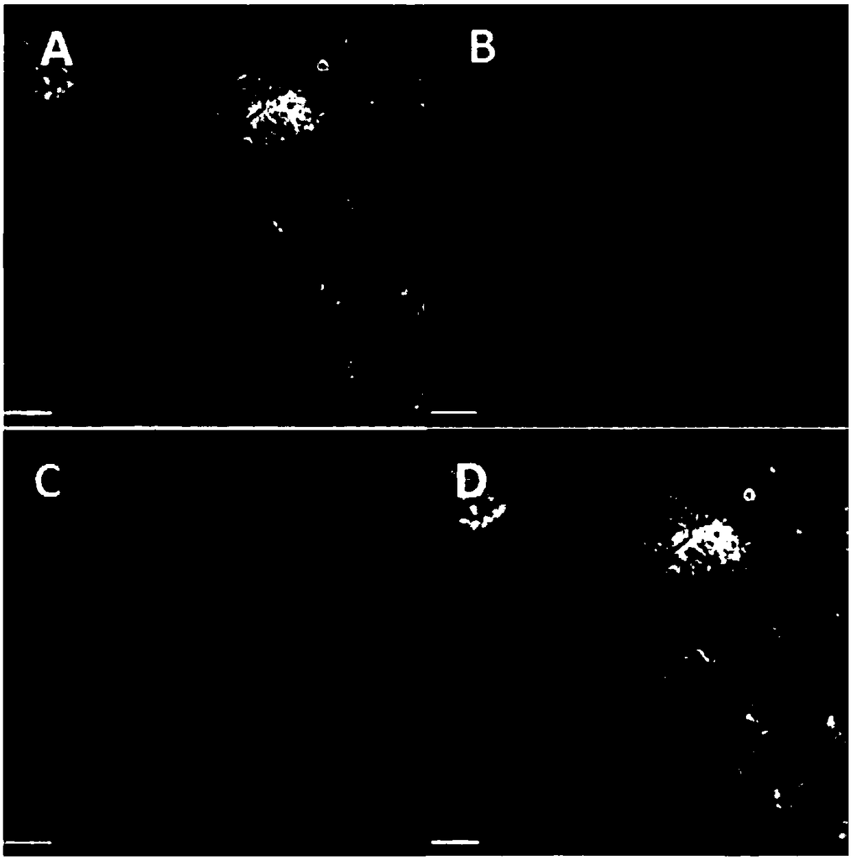 Application of pyrus betulaefolia Pb4RMYB gene and encoded protein thereof in enhancement of plant salt tolerance