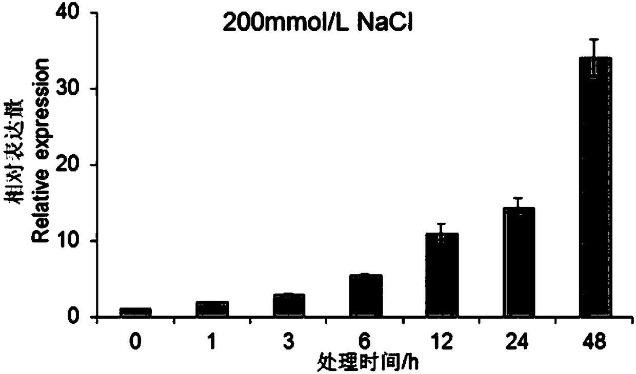 Application of pyrus betulaefolia Pb4RMYB gene and encoded protein thereof in enhancement of plant salt tolerance