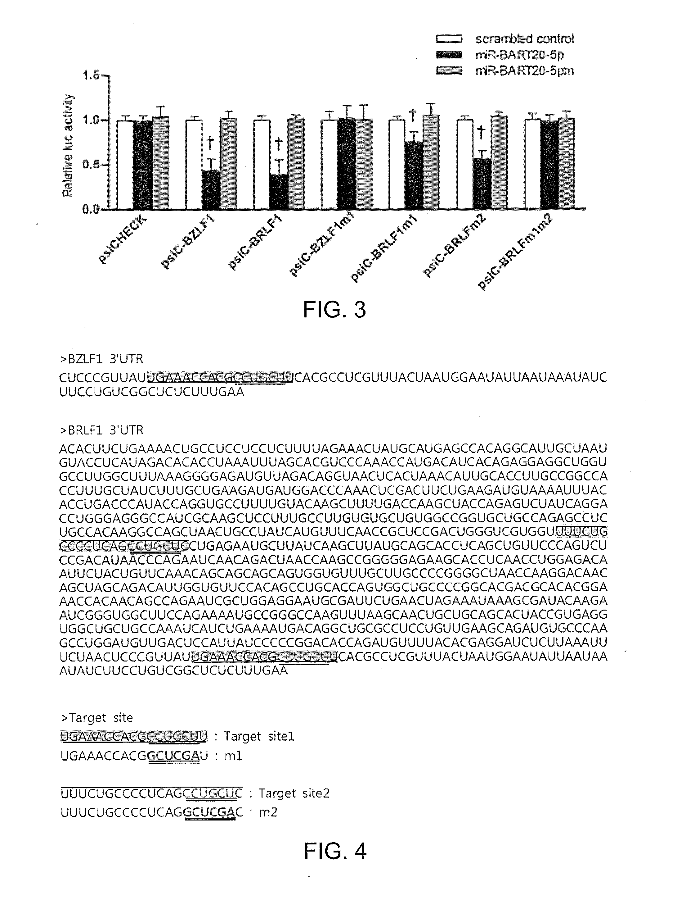 Composition for treating epstein-barr virus infection, comprising epstein-barr virus micro RNA inhibitor