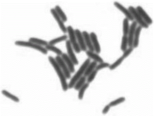 Lactobacillus plantarum with high antioxidant activity and application of lactobacillus plantarum