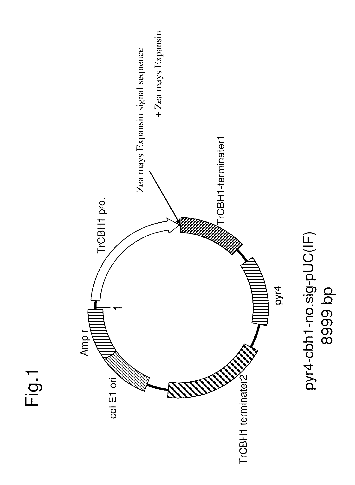 Mutant microorganism belonging to the genus trichoderma and method for producing protein using the same