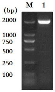 Rabies virus recombinant antigen and preparation method and application thereof