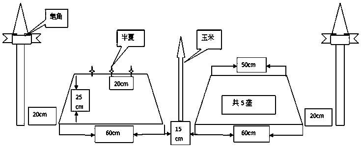 A three-dimensional cultivation method for intercropping Pinellia saponins and corn