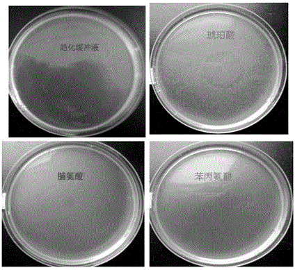 Use of 1-aminocyclopropane-1-carboxylic acid as a bacterial chemoattractant