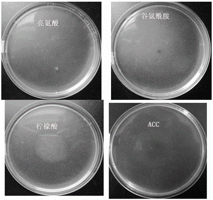 Use of 1-aminocyclopropane-1-carboxylic acid as a bacterial chemoattractant