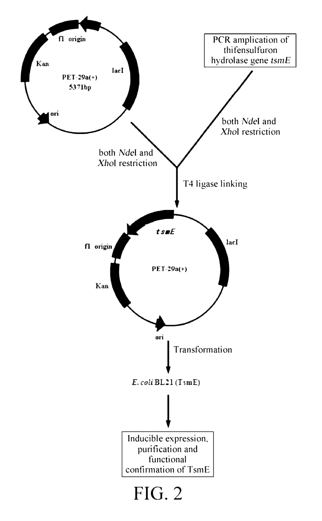 Thifensulfuron hydrolase gene tsmE and uses thereof