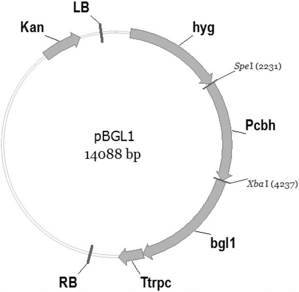 High-yield cellulase trichoderma reesei engineering bacteria and preparing method and application thereof