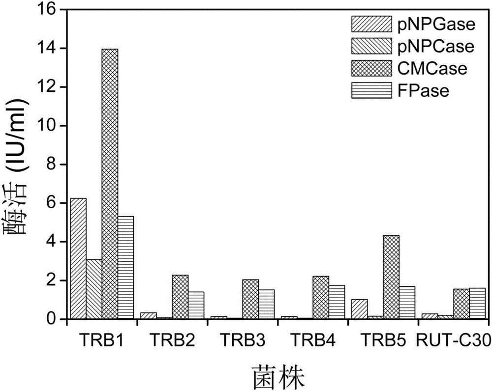 High-yield cellulase trichoderma reesei engineering bacteria and preparing method and application thereof