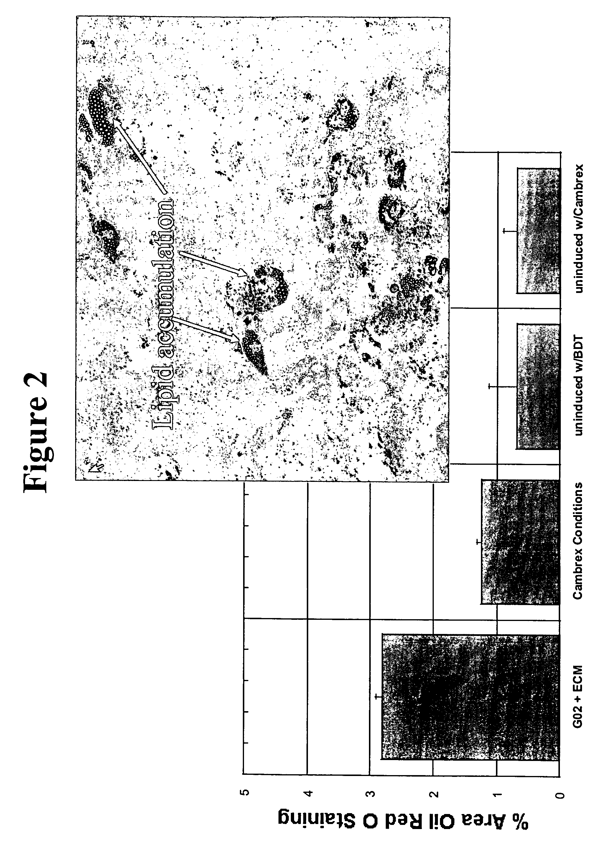 Cell culture environments for the serum-free expansion of mesenchymal stem cells