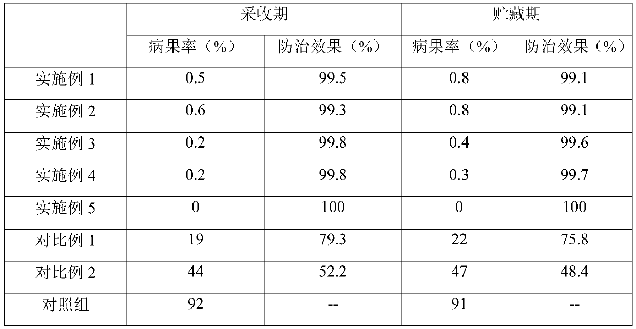 Microbial agent for preventing and treating apple ring rot and preparation method thereof