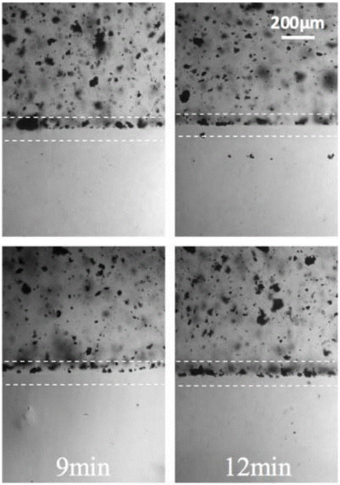 Double-layer composite hydrogel for repairing bone and cartilage tissues as well as preparation method and application of double-layer composite hydrogel