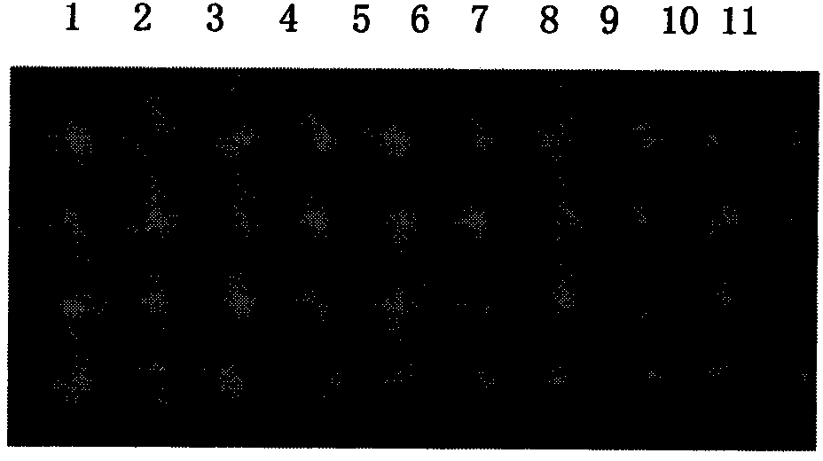 Method for detecting resistant mutant of mycoplasma pneumoniae