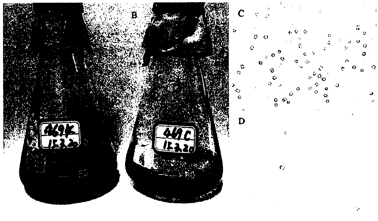 Pyrolysis phycophage MACPNOA1 and application thereof