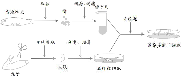 Preparation method and application of cell-stent composite material for cartilage injury repairing