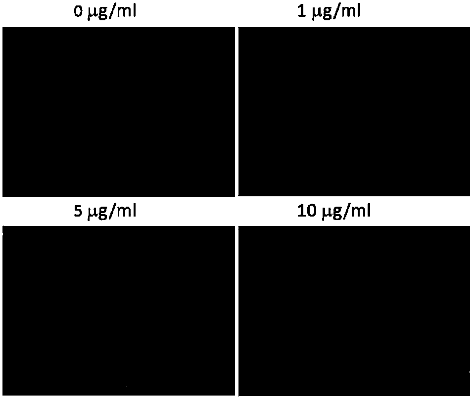 7-oxy, thio or imino substituted coumarin, and derivatives and applications thereof