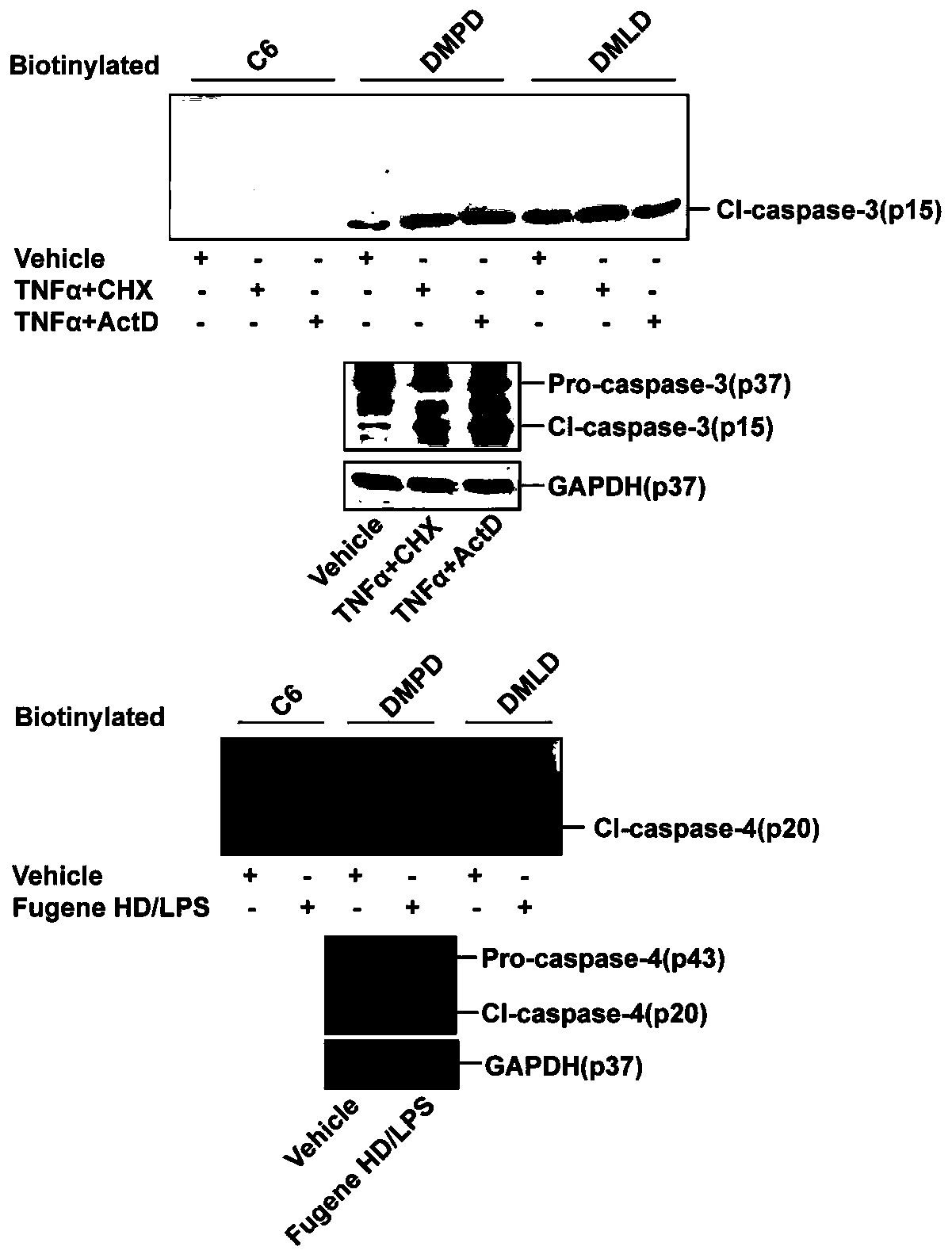 Caspase-3 inhibitor and purpose