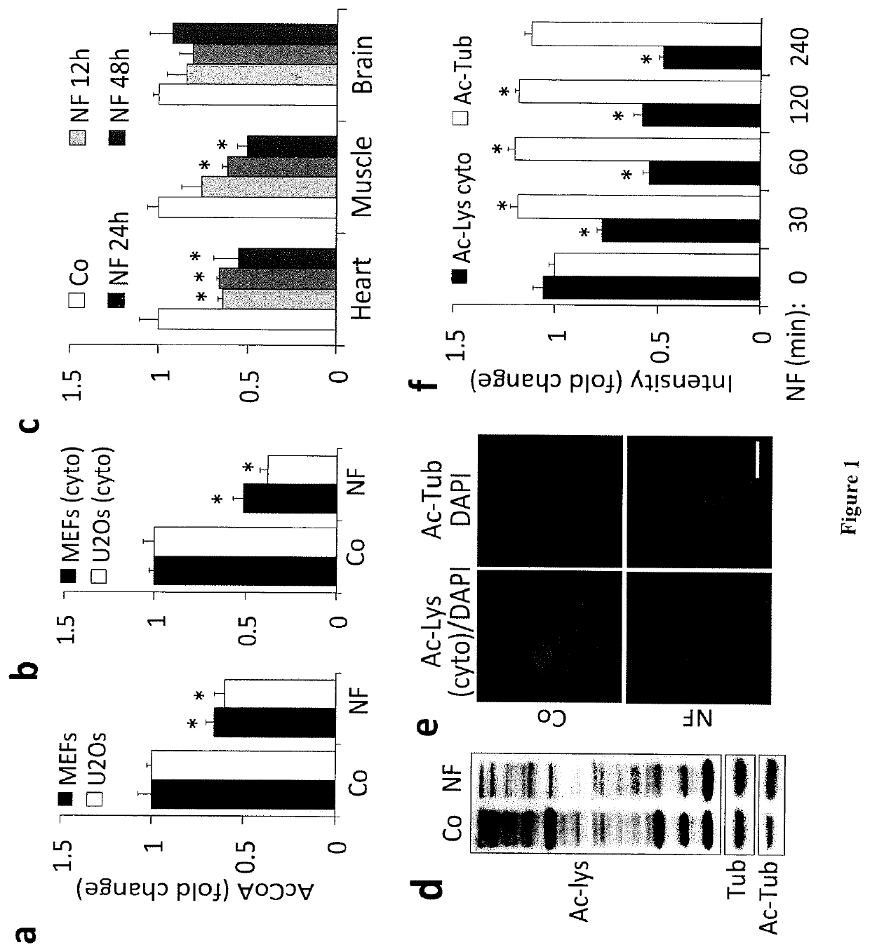 Methods and pharmaceutical compositions for modulating autophagy in a subject in need thereof