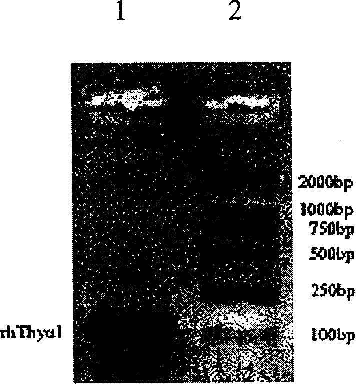 Expression purification in colibacillus and activity identification method of recombinant thymulin alpha-1