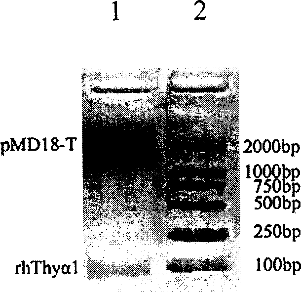 Expression purification in colibacillus and activity identification method of recombinant thymulin alpha-1