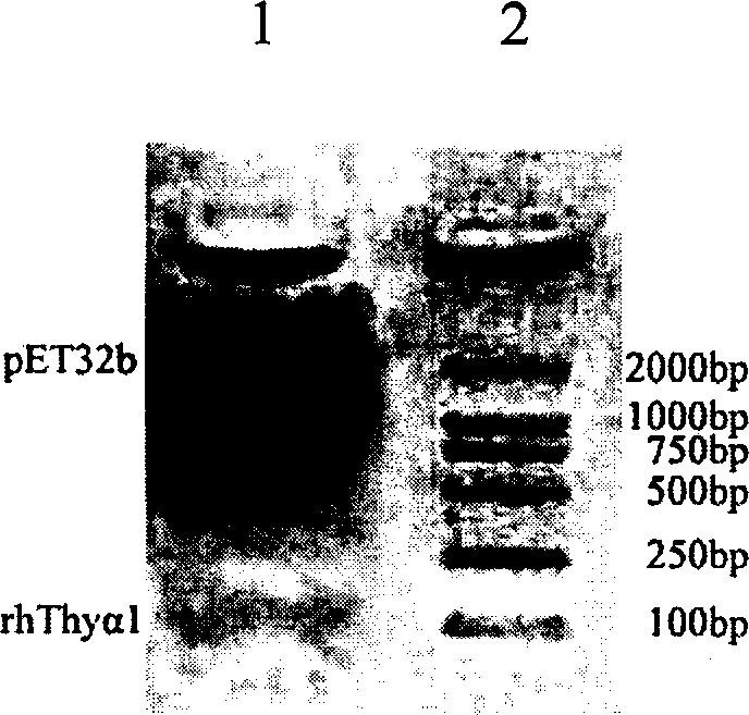 Expression purification in colibacillus and activity identification method of recombinant thymulin alpha-1