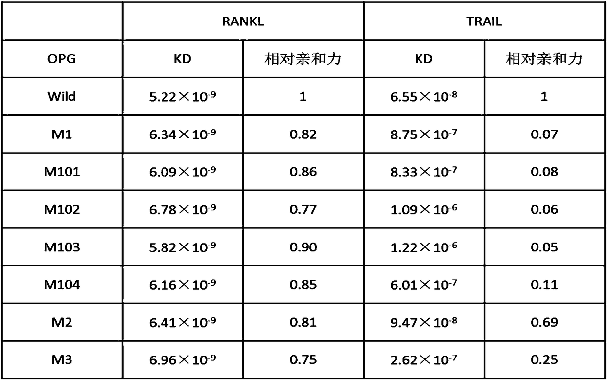 S77 mutant protein of osteoprotegerin, as well as relevant product and application thereof