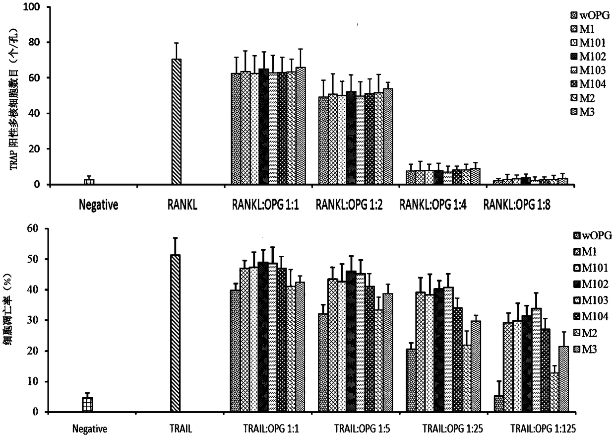 S77 mutant protein of osteoprotegerin, as well as relevant product and application thereof