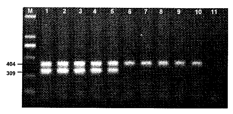 Method and kit for identifying early embryonic sex of pig by dual temperature multiplex PCR