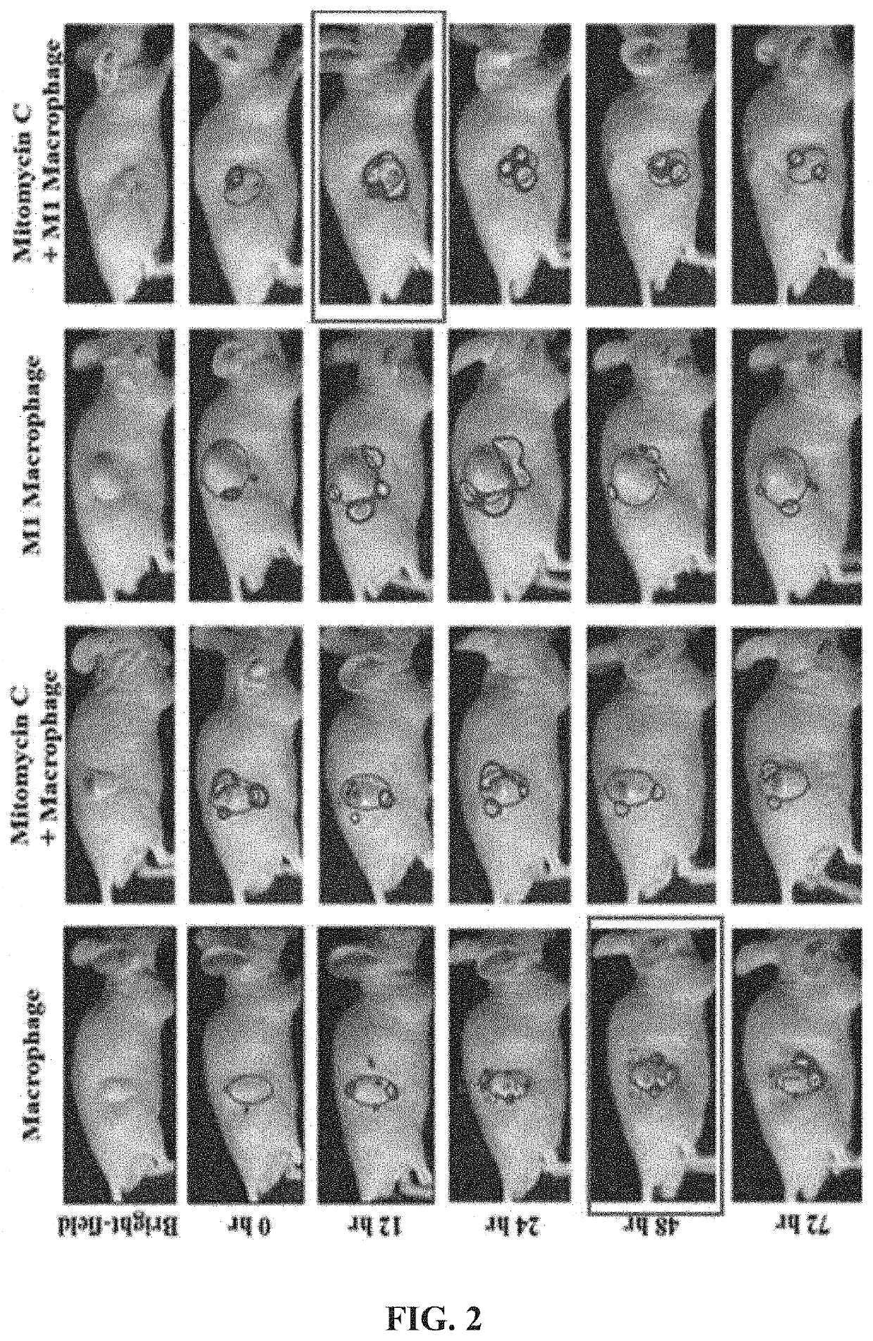 Cancer cell-targeted drug delivery carrier and composition for promoting photo-thermal treatment effects, both of which contain m1 macrophages as active ingredient