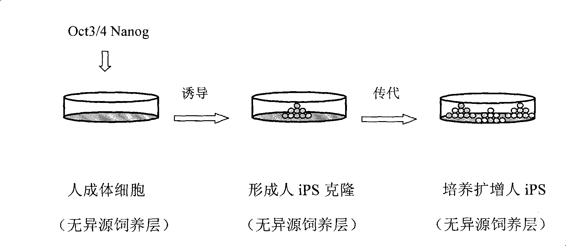 Method for in vitro abduction and cultivation of multi-potentiality stem cell