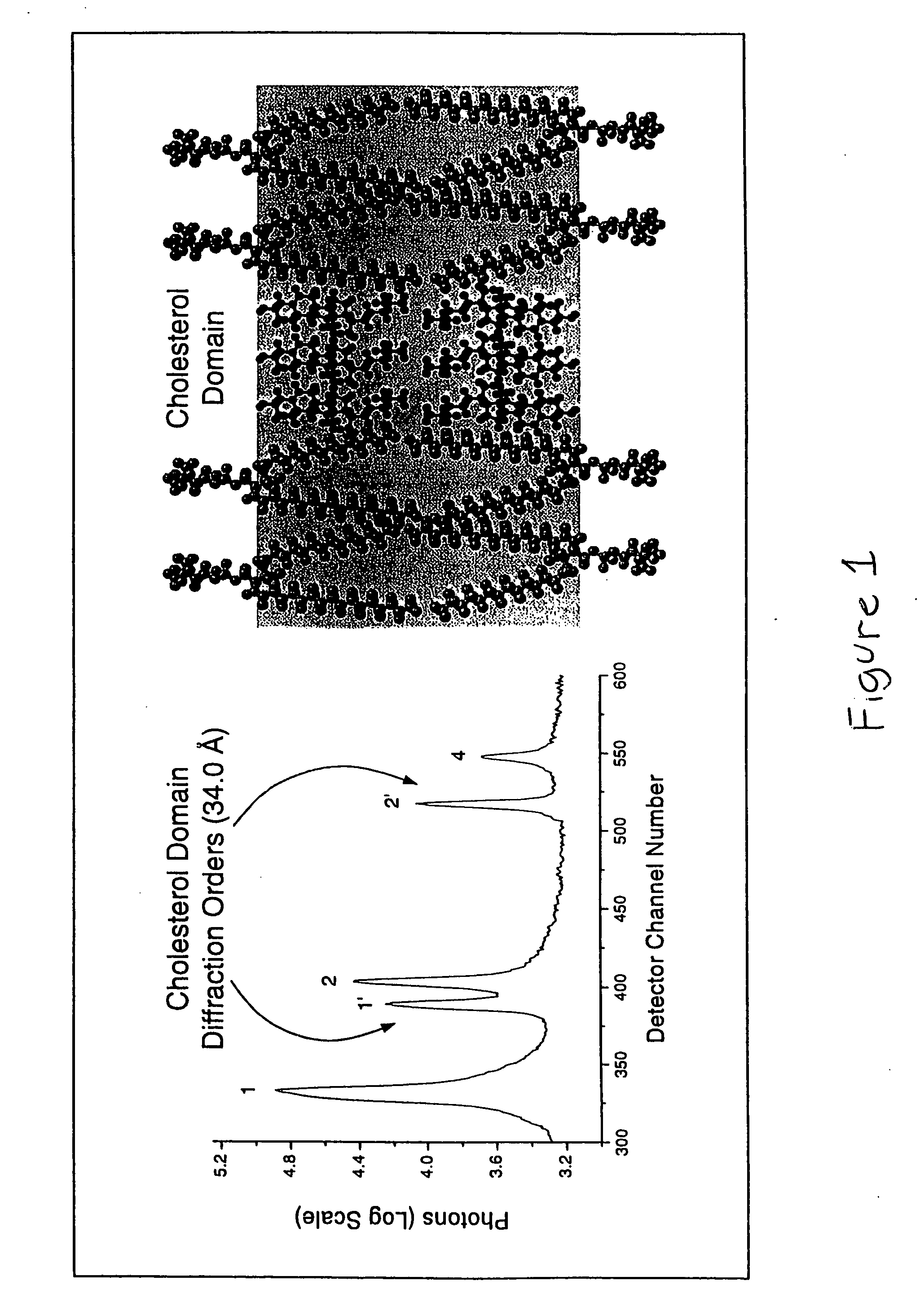 Synergistic effect of amlodipine and atorvastatin on aortic endothelial cell nitric oxide release