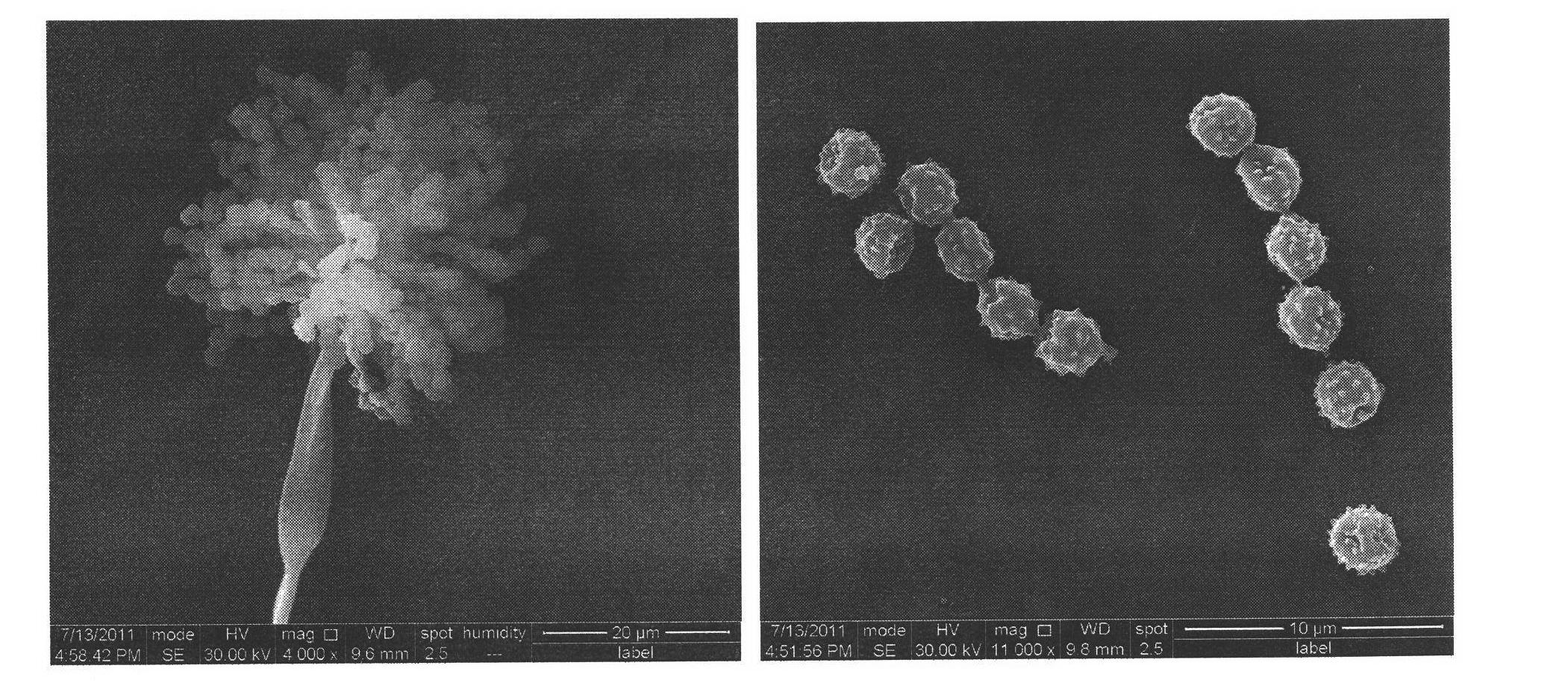 Aspergillus versicolor for fermenting Jatropha cake to manufacture biological bacterial manure