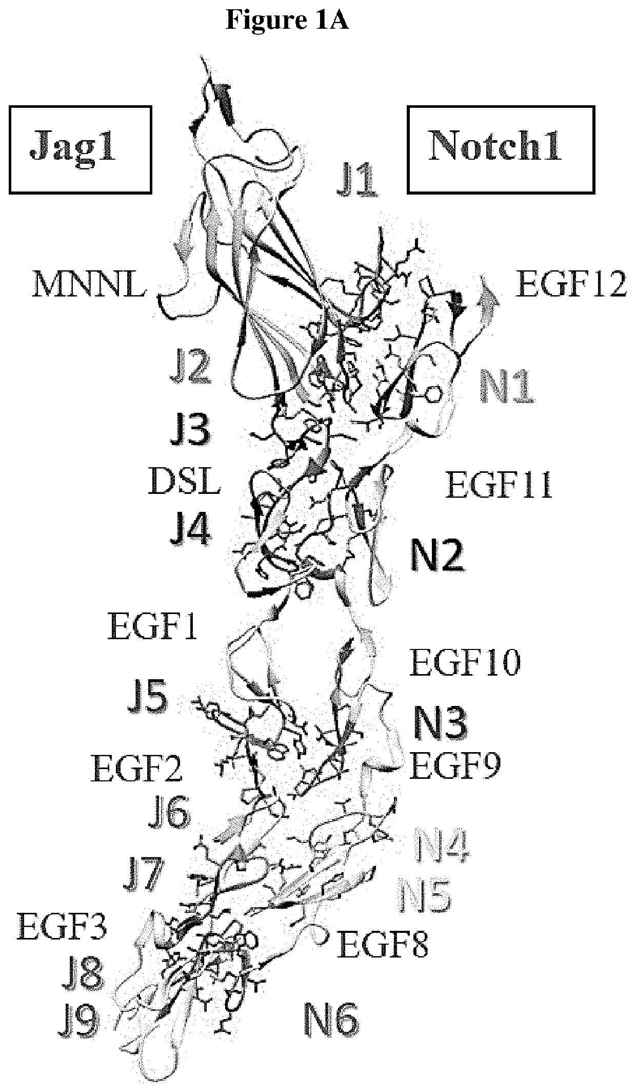 Peptides for specific inhibition of jag1-notch1 pathway