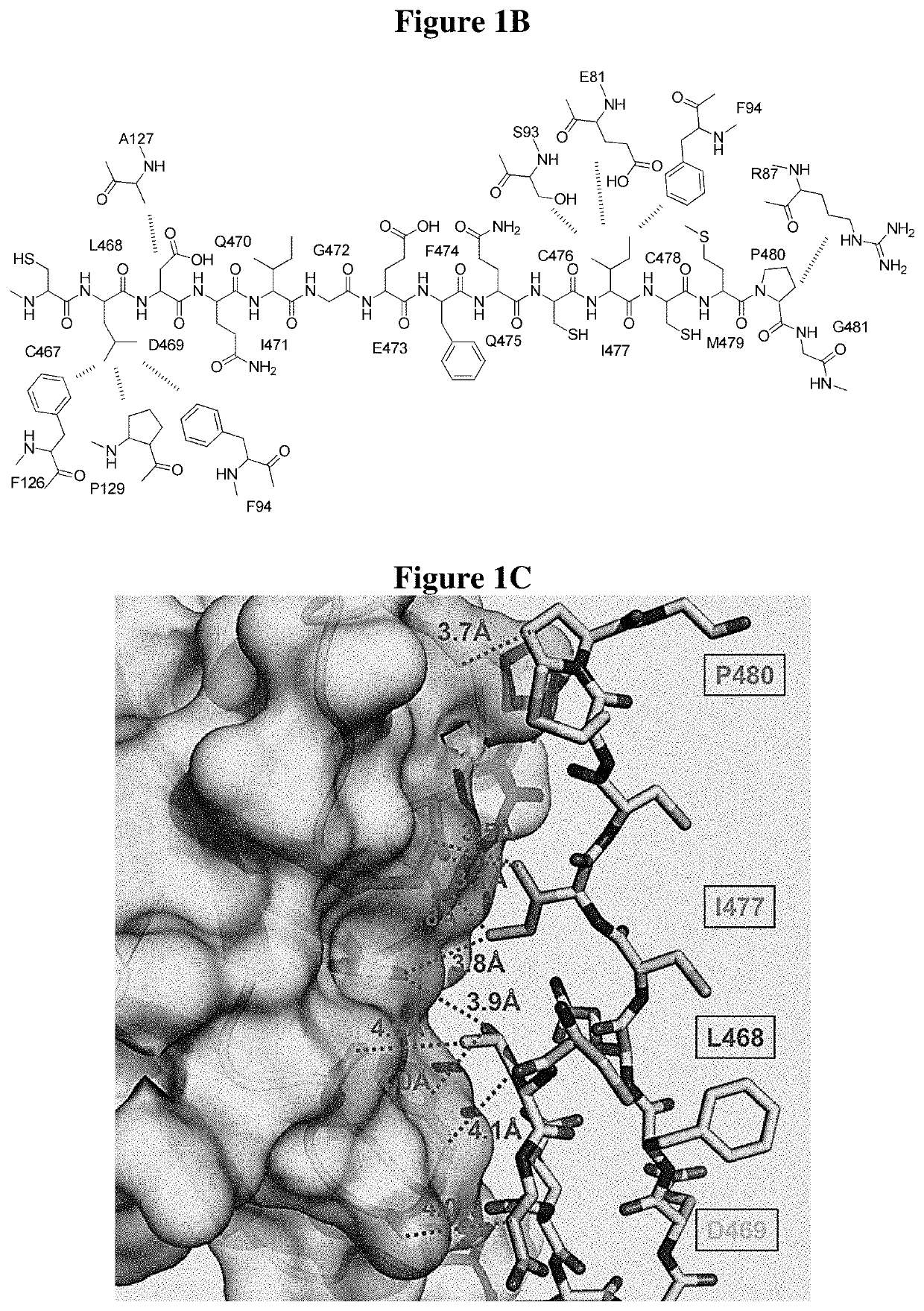 Peptides for specific inhibition of jag1-notch1 pathway