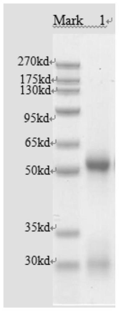 Filamentous hemagglutinin detection kit and its application