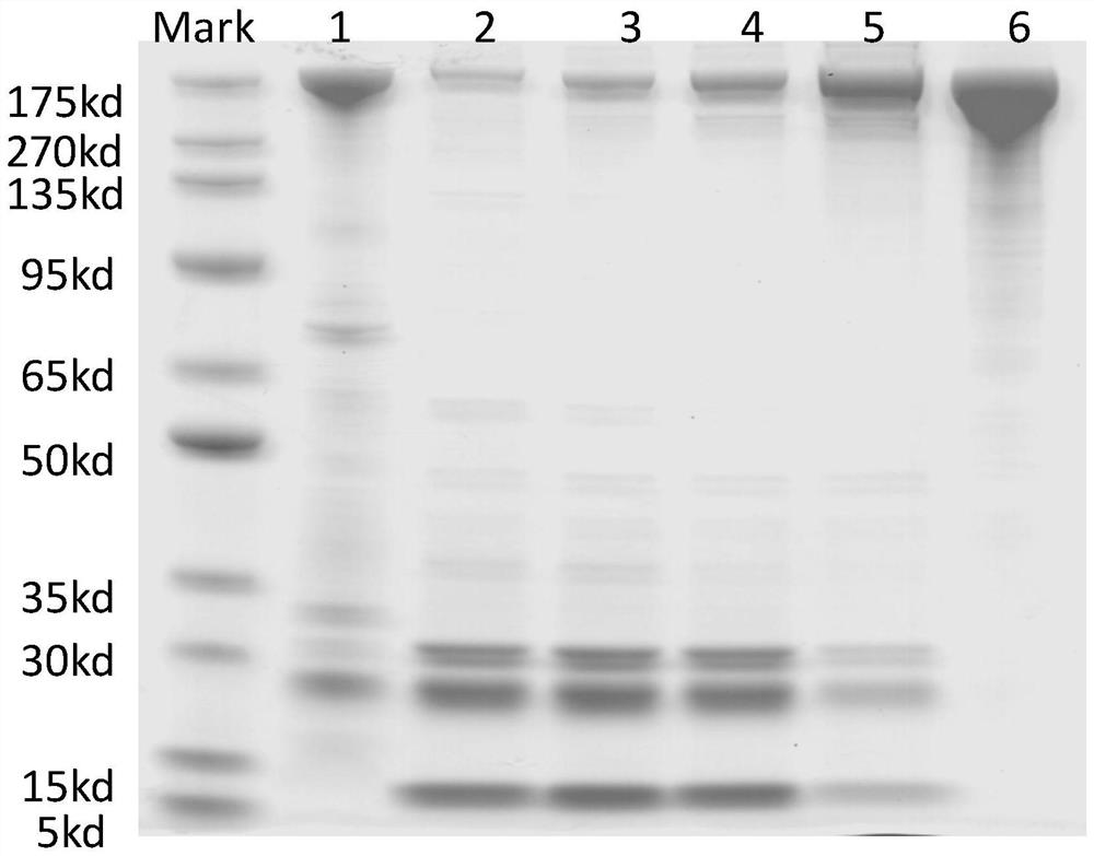 Filamentous hemagglutinin detection kit and its application