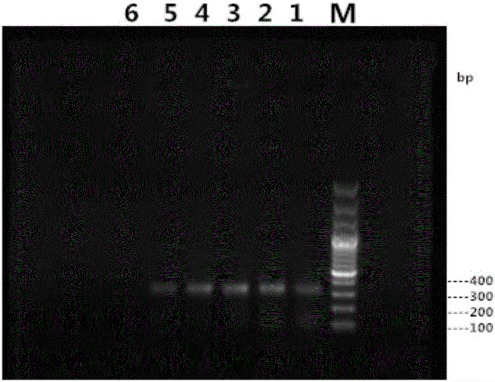 Method for using polyethyleneimine to strengthen sensitivity and specificity of PCR gene splicing by overlap extension