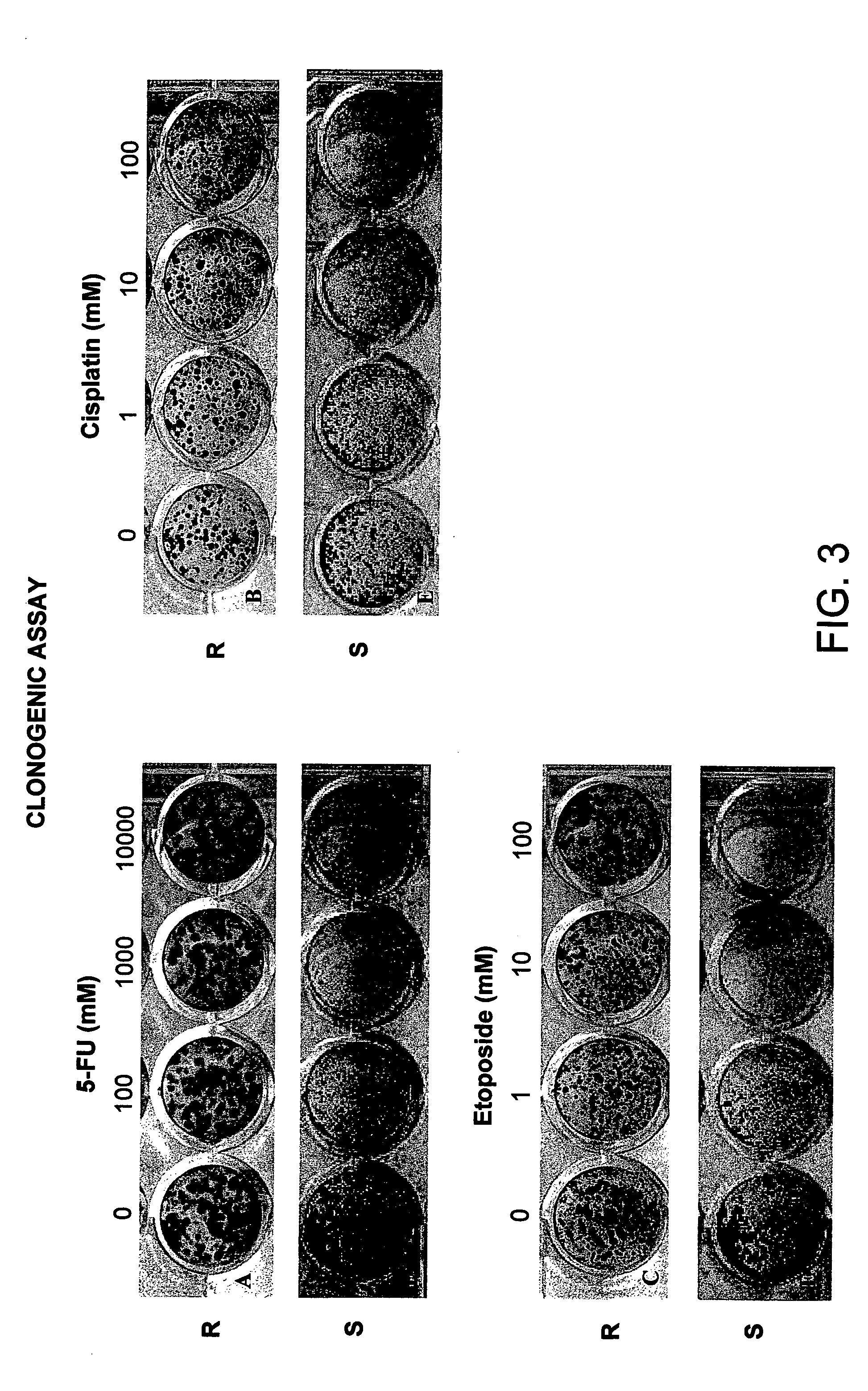 Cancer therapy sensitizer