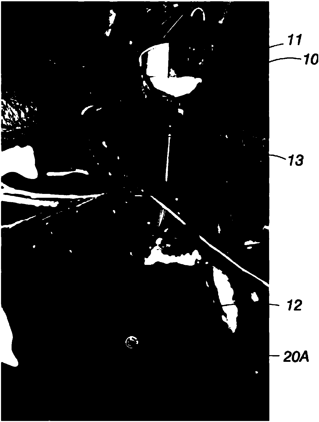 Inoculation method for promoting agilawood tree to generate fragrance