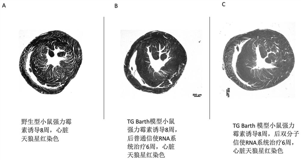 Limited self-replication mRNA molecular system, preparation method and application