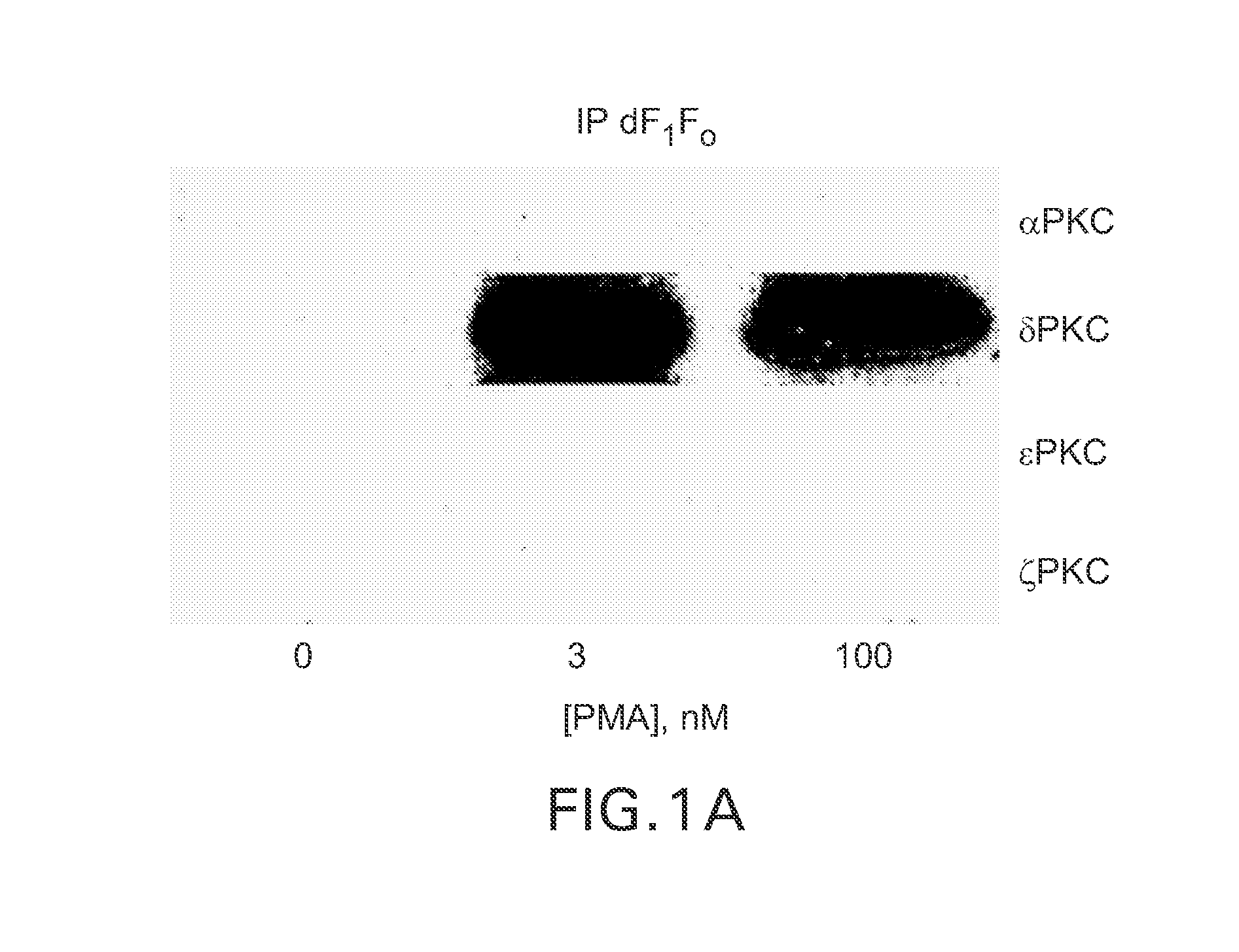 Peptide modulators of the δPKC interaction with the d subunit of F<sub>1</sub>Fo ATP synthase/ATPase and uses thereof