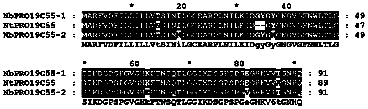 Positive regulation factor NbPRO19C5-1 gene and application of protein of positive regulation factor NbPRO19C55-1 gene in plant phytophthora resistance